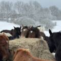 Siano na zimę dla koni ze schroniska