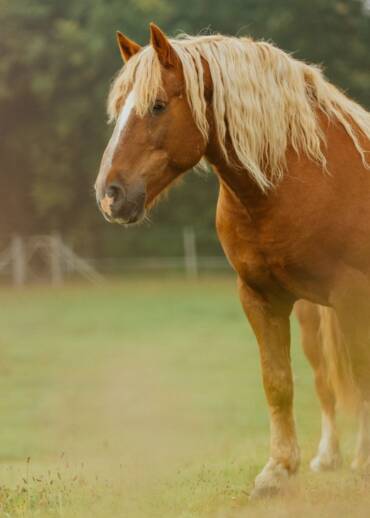 Lucius / Blondie — born in 2008 Taken away during an intervention after spending 10 years locked in a cowshed with no light and no cleaning. He is still learning that humans can mean kindness. You can become his Patron.