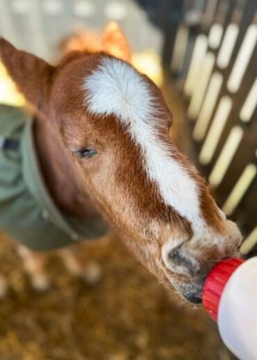 Rollo — born in 2025 His mother rejected him, and her carers were unable to bottle-feed the foal. He arrived at the sanctuary when he was just one day old. He survived thanks to human care — and he still needs it today, so he can remain safe for life.