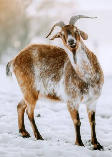 Bolek — born in 2020 He came to live in the sanctuary after his carer passed away during the COVID pandemic. Patronage helps us provide him with daily care.