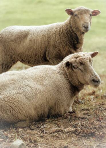 Klesio and Klesio’s Mum — born in 2025 and 2016 They come from an intervention. Their owner abandoned the sheep in winter on a locked property, with no food. Today, they are safe — you can help us preserve that peace.