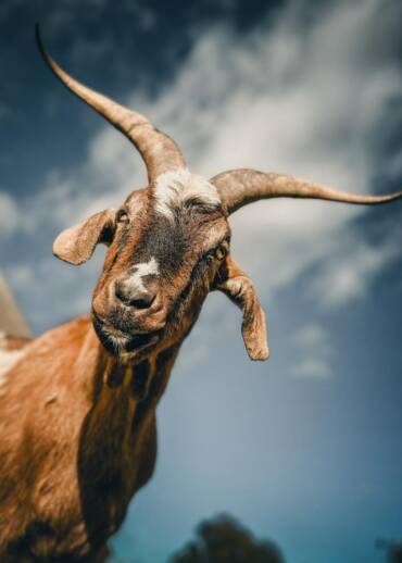Lolek — born in 2020 He came to live in the sanctuary after his carer passed away during the COVID pandemic. He needs stability, safety, and people who remember him.
