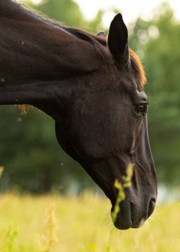Vega — born in 2000 She came to Pegasus from the war-torn areas of Ukraine. She escaped war and fear. Today, she deserves peace, care, and Patrons of her own.