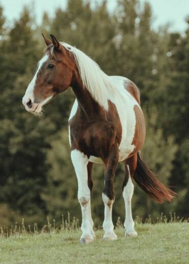 Tattoo — born in 1997 Rescued 20 years ago during Pegasus’s first intervention in an animal cruelty case. He is part of our history — you can help us continue caring for him.