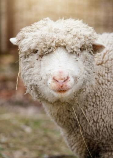 Ernie — born in 2016 He came to live in the sanctuary after his carer passed away during the COVID pandemic. Patronage helps provide him with daily care.