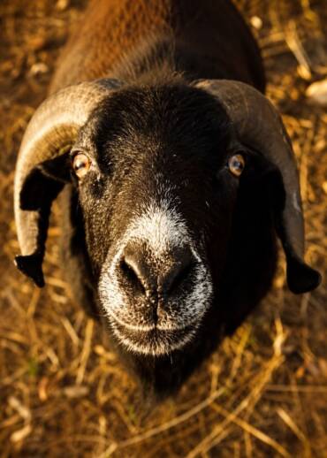 Bert — born in 2016 He came to live in the sanctuary after his carer passed away during the COVID pandemic. He needs care, food, and a peaceful place to live.