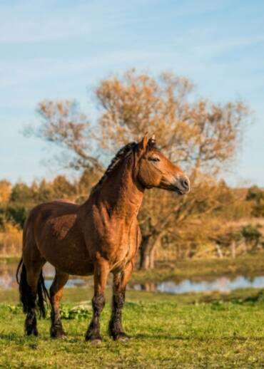 Leoncjo / Bay — born in 2008 Taken away during an intervention after spending 10 years locked in a cowshed with no light and no cleaning. Every peaceful day is a new world for him. You can be part of that change.