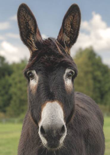 Dolly Parton — born in 2010 Rescued from slaughter while heavily pregnant. She was being sold because she was considered too old. Today, she can finally live in peace — all she needs now are her Patrons.