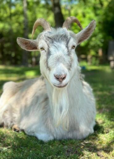 Rose — born in 2016 Taken in from a horse boarding stable, where she had wandered in on her own. She found a safe place with us — now she needs someone to become her Patron.
