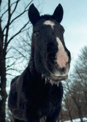 Lukrecja / Liquorice — born in 2010 Taken away during an intervention after spending 10 years locked in a cowshed with no light and no cleaning. After years of neglect, she deserves a good life. You can help her have one.
