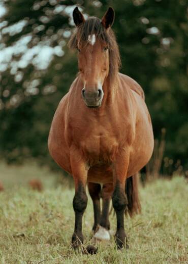 Eve — born in 2007 Taken away during an intervention while heavily pregnant. She was severely starved. She survived and gave life to Uriel. She needs safety and care — which is why Patrons are so important.