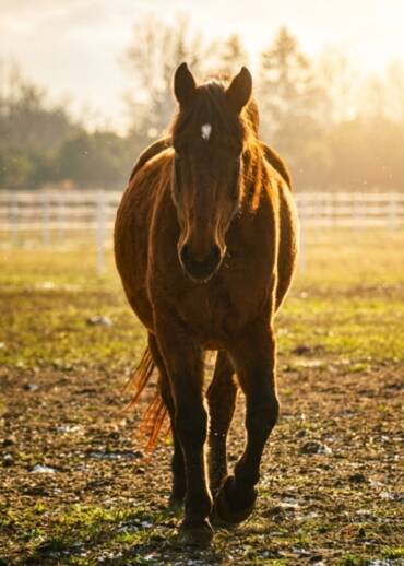 Chico — born in 2004 Bought out of horse racing. After breaking his shoulder blade, he was going to be sold for slaughter. Today, he no longer has to prove anything — care does not depend on whether a horse can be ridden or not.