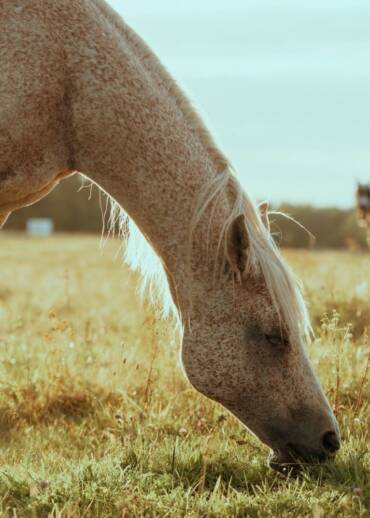 Danville — born in 2001 Bought out of a summer riding school. Because of advanced asthma, he was going to be sold for slaughter. In the sanctuary, he can breathe more easily — also thanks to the support of Patrons.