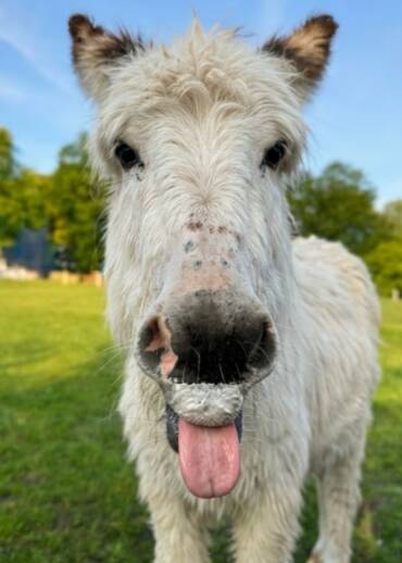 Jolene — born in 2024 She was born safe, already in the sanctuary. Her mother is Dolly, who was rescued from slaughter. By becoming Jolene’s Patron, you help write the next chapter of this good story.