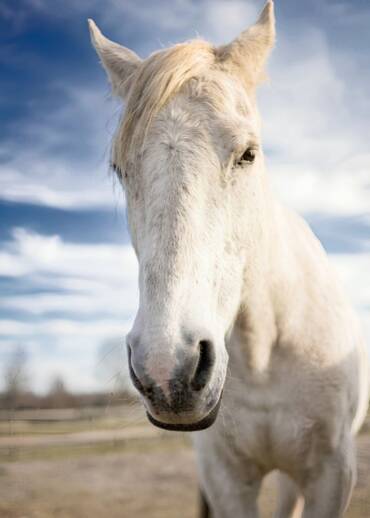 Harenda — born in 2000 A mare bought from uhlans. Because of degenerative changes in her legs, she had been sentenced to slaughter. Today, she is someone, not something. You can help her live with dignity.