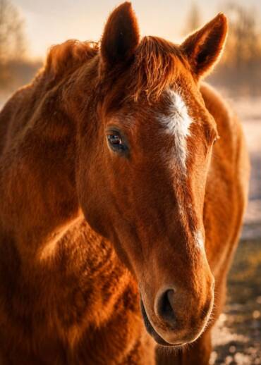 Fries — born in 2001 Surrendered by her owner with a complicated leg fracture. She was still a young horse at the time. She needed treatment, patience, and love — today, she still needs support.