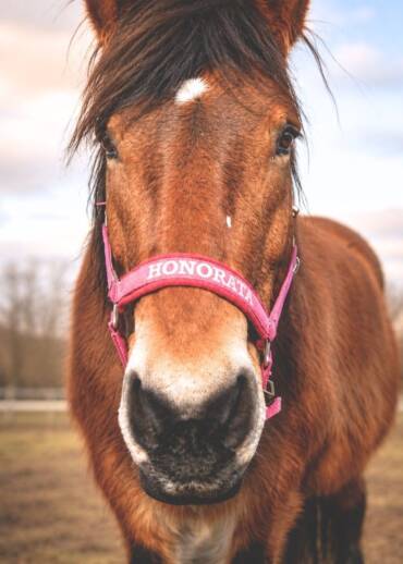 Honorata — born in 2002 Bought from a trader. She was going to be sent to slaughter because she would not allow her foal, who was to be sold for slaughter, to be taken away. She fought like a true mother — today, we fight for her safe tomorrow.