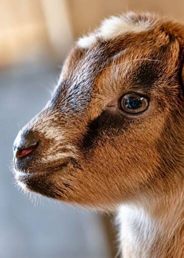 Bolka — born in 2022 She was born in the sanctuary. Her mother was saved from death after her owner passed away during the COVID pandemic. Bolka was given a chance at life from her very first moments — help us continue protecting her.