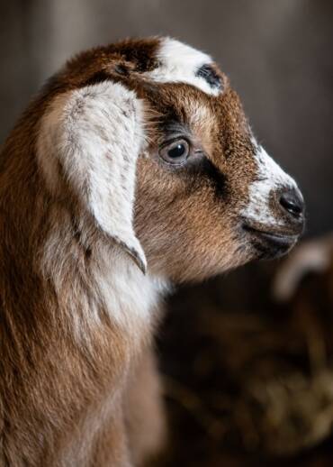 Lolka — born in 2022 She was born in the sanctuary. Her mother was saved from death after her owner passed away during the COVID pandemic. Lolka is growing up safely thanks to the people who help Pegasus.