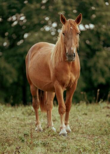 Aviator — born in 2022 Taken away during an intervention. He had been starved. In the sanctuary, he received food, safety, and freedom. He needs ongoing care and support.