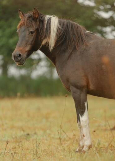 Hannah — born in 2011 Taken away during an intervention while heavily pregnant. She was severely starved. She has been through so much — she needs Patrons to ensure safety, peace, a full manger, and care.