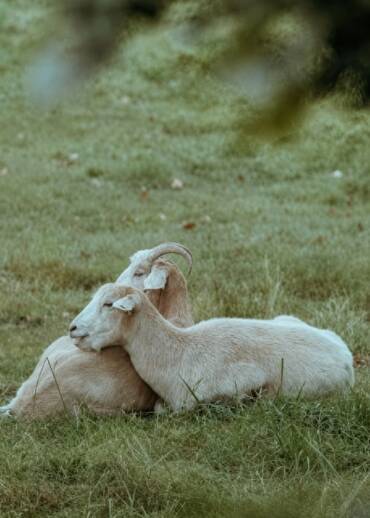 Acacia and Poplar — born in 2004 and 2016 Taken away during an intervention. They were severely neglected, had contractures, and were unable to walk. Today, they are learning to live without pain and fear. Help us provide them with daily care.