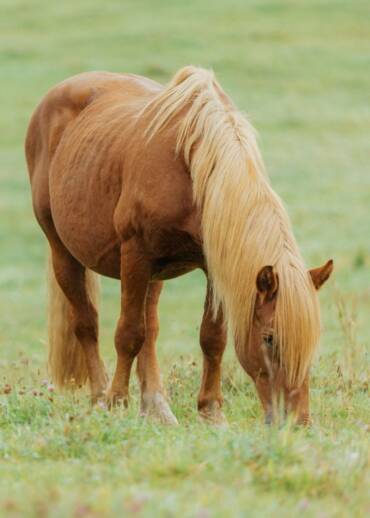 Doda — born in 1991 One of the first horses Pegasus rescued from slaughter. She is part of our history and a symbol of why we do what we do — to give horses freedom. You can become her Patron.