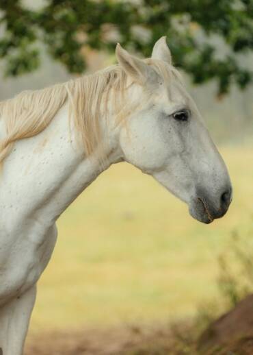 Gosia / Maggie — born in 1999 She lived with a free herd across many hectares of land. After the owner passed away, the family sold the horses for slaughter. Out of a herd of more than 100 horses, only Gosia and her father were saved. Help us protect this rescued life.