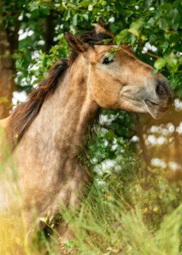 Zorro — born in 2023 Rescued with his twin brother from slaughter. He was given a second chance — now he needs care that will allow him to make the most of it every day.