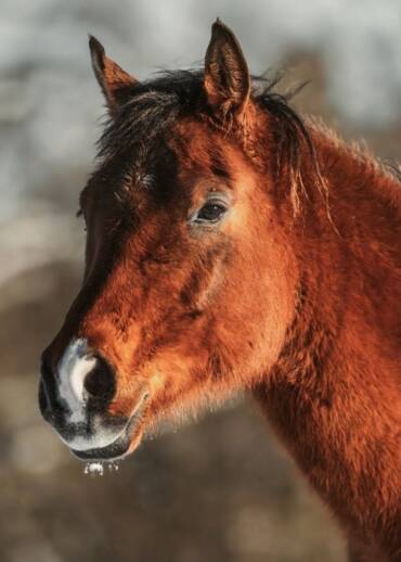 Wedel — born in 2012 He was born in Stare Resko. He was purchased together with the sanctuary land. He is part of this place — help us care for his home.