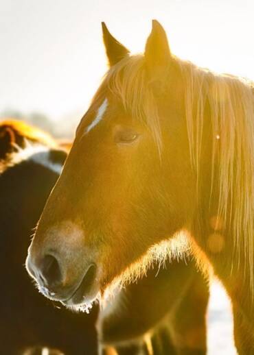 Diego — born in 2023 Rescued with his twin brother from slaughter. He needed surgery and many months of treatment. He has come a long way — now he needs continued care.