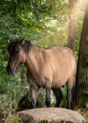 Pluto — born in 2016 Taken away during an intervention. He had mechanical laminitis and hooves overgrown several times over, making it impossible for him to move. Today, every day without pain is priceless.