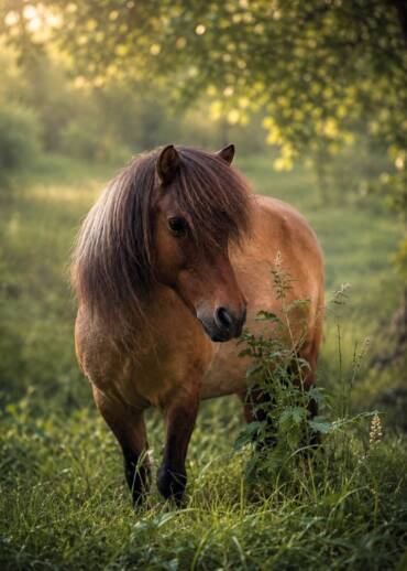 Venus — born in 2007 Taken away during an intervention. She had mechanical laminitis and hooves overgrown several times over, making it impossible for her to move. Help us give her relief, care, and a peaceful life.
