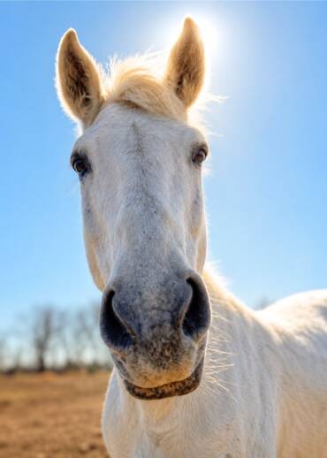 Venus — born in 2007 Taken away during an intervention. She had mechanical laminitis and hooves overgrown several times over, making it impossible for her to move. Help us give her relief, care, and a peaceful life.