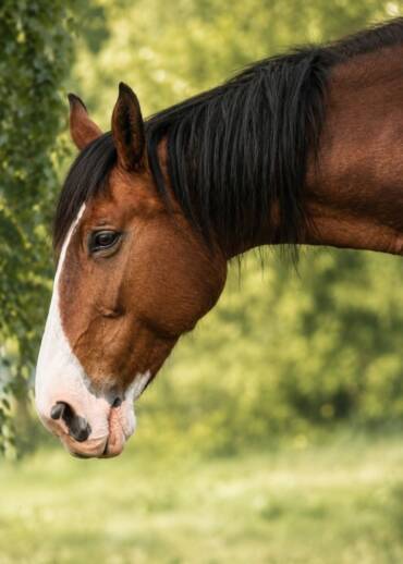 Andalusia — born in 2003 A mare with excellent bloodlines. Because of a conformation defect, she was going to be sold for slaughter. We rescued her when she was one year old. Today, her value does not depend on whether she can be ridden.
