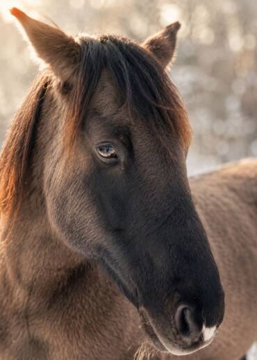 Jerry — born in 2016 He worked his whole life at a riding school. Because of dust and mould in the stable, he developed asthma — and then the school got rid of him. Today, he no longer has to work. He only needs care.