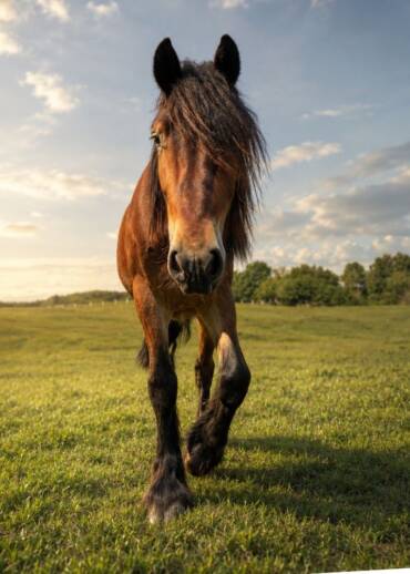 Perun / Thunder — born in 2023 His father belongs to one of the largest and most beautiful horse breeds in the world. Thunder, however, looks more like his “ordinary” mother, so he was sold to a slaughter trader. To us, he is extraordinary — and he is looking for Patrons who will see that too.