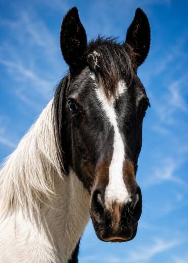 Milky Way — born in 2022 Taken away during an intervention. He had been starved and locked in a room that was never cleaned. He was only a few months old and had rickets. Thanks to care, he was given a chance to grow up without fear.