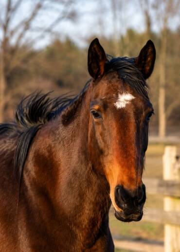 Dancing Queen — born in 2004 A sport mare sentenced to slaughter because degenerative changes in her legs ended her working life. Today, she no longer has to win anything. It is enough that she lives free.