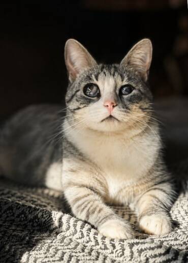 Laika — born in 2015 A blind cat with leukaemia, found in the middle of an expressway. Miraculously, she survived. Now she needs a safe world — one she cannot see, but can feel.