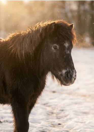 Wild Strawberry — born in 1998 She was born at our previous leased centre, back when the land still belonged to its former owner. When that man passed away, his family decided that Wild Strawberry would stay with us forever. Help us care for her peaceful life.