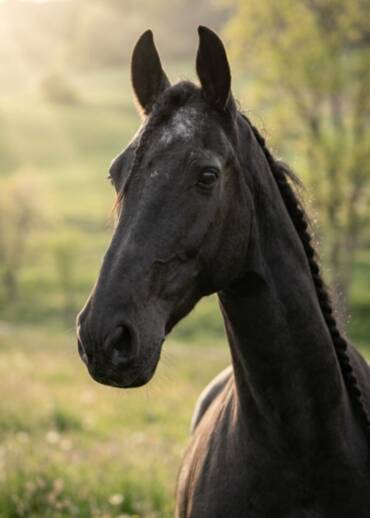 Black Beauty — born in 2011 He worked hard for humans all his life. When he began losing his teeth and became lame, we had to save him from slaughter by buying him from a trader. Today, he deserves a retirement full of care.
