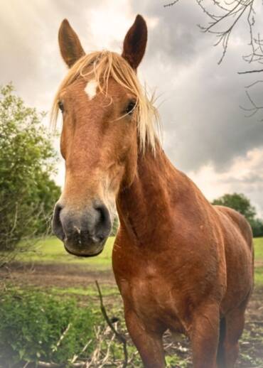 Barbie — born in 2023 Taken away during an intervention when he was only two days old. His mother died shortly after being transported to an equine hospital — she was in a critical condition. Barbie was bottle-fed by people and is extremely affectionate. He is looking for a Patron who will help us keep him safe.