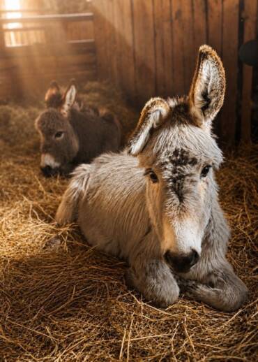 Little Ears and Floppy Ears — born in 2024 Rescued this year from a slaughter animal market. They were given a chance at life instead of a death sentence. Now they need daily care.