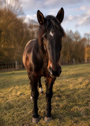 Belle — born in 2014 Rescued from the largest horse slaughter market in Europe. There, she was just a number. With us, she is Belle — and she needs Patrons of her own.