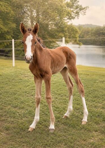 Alpha — born in 2026 He was born in the sanctuary. His mother was rescued from slaughter while carrying him beneath her heart. Alpha is alive because help came in time — now he needs care that will allow him to grow up safely.