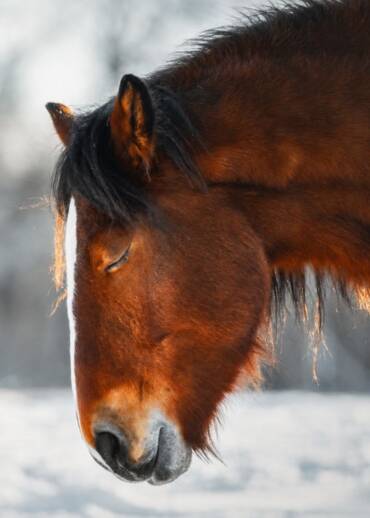 Bratek / Clover — born in 2020 He was born in the sanctuary. His mother was rescued from slaughter — and he was saved along with her. By becoming Clover’s Patron, you support a horse who was meant to be free from the very beginning.
